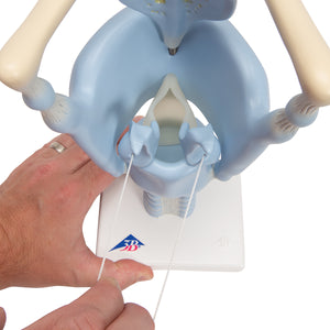 Model funcţional de laringe uman, de 3 ori la dimensiune completă - 3B Smart Anatomy