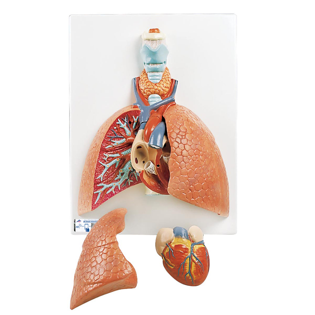 Model pulmonar cu laringe, 5 părţi - 3B Smart Anatomy