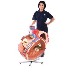 Load image into Gallery viewer, Model gigant de inimă umană, de 8 ori mărimea naturală - 3B Smart Anatomy