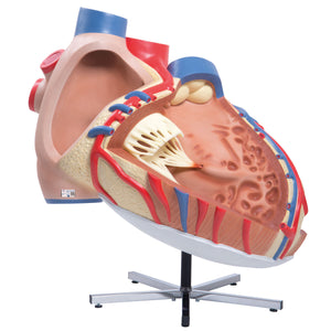 Model gigant de inimă umană, de 8 ori mărimea naturală - 3B Smart Anatomy
