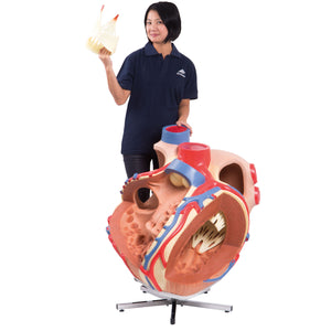 Model gigant de inimă umană, de 8 ori mărimea naturală - 3B Smart Anatomy