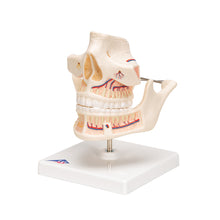 Load image into Gallery viewer, Model de proteză pentru adulţi cu nervi şi rădăcini - 3B Smart Anatomy