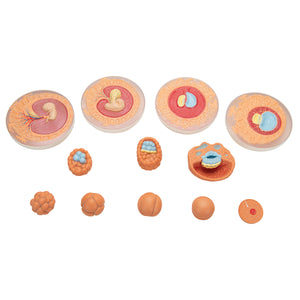 Model de dezvoltare embrionară în 12 etape - 3B Smart Anatomy