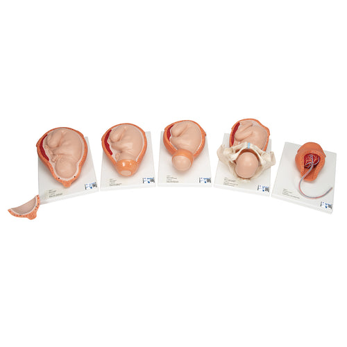 Modelul procesului de naştere cu 5 etape - 3B Smart Anatomy