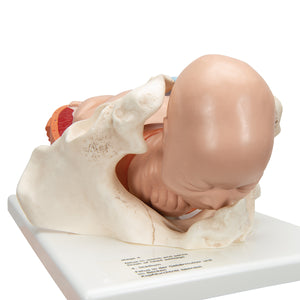 Modelul procesului de naştere cu 5 etape - 3B Smart Anatomy