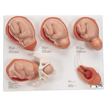 Load image into Gallery viewer, Model Stadii Travaliului, Mic - 3B Smart Anatomy