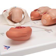 Load image into Gallery viewer, Model Stadii Travaliului, Mic - 3B Smart Anatomy