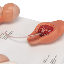 Load image into Gallery viewer, Model Stadii Travaliului, Mic - 3B Smart Anatomy