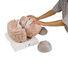 Load image into Gallery viewer, Model uriaş al creierului uman ,14 părţi - 3B Smart Anatomy