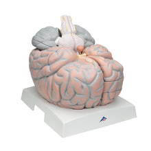 Load image into Gallery viewer, Model uriaş al creierului uman ,14 părţi - 3B Smart Anatomy