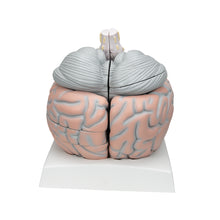 Load image into Gallery viewer, Model uriaş al creierului uman ,14 părţi - 3B Smart Anatomy