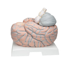 Load image into Gallery viewer, Model uriaş al creierului uman ,14 părţi - 3B Smart Anatomy