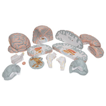 Load image into Gallery viewer, Model uriaş al creierului uman ,14 părţi - 3B Smart Anatomy
