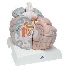 Load image into Gallery viewer, Model uriaş al creierului uman ,14 părţi - 3B Smart Anatomy