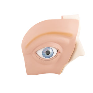 Model de ochi uman, de 5 ori dimensiune completă, 12 părţi - 3B Smart Anatomy