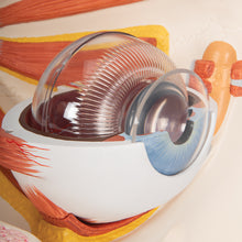 Load image into Gallery viewer, Model de ochi uman, de 5 ori dimensiune completă, 12 părţi - 3B Smart Anatomy