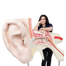 Load image into Gallery viewer, Cel mai mare model de ureche din lume, de 15 ori dimensiunea completă, în 3 părţi - 3B Smart Anatomy