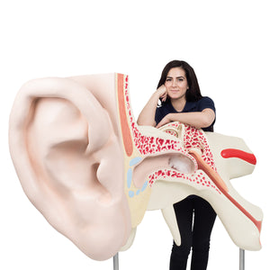 Cel mai mare model de ureche din lume, de 15 ori dimensiunea completă, în 3 părţi - 3B Smart Anatomy