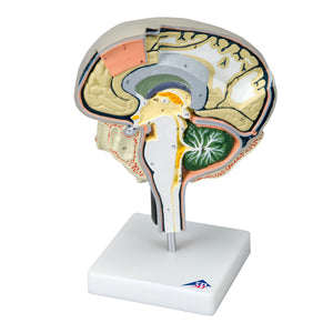 Model de secţiune a creierului cu tăieturi mediale şi sagitale
