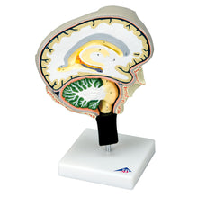 Load image into Gallery viewer, Model de secţiune a creierului cu tăieturi mediale şi sagitale