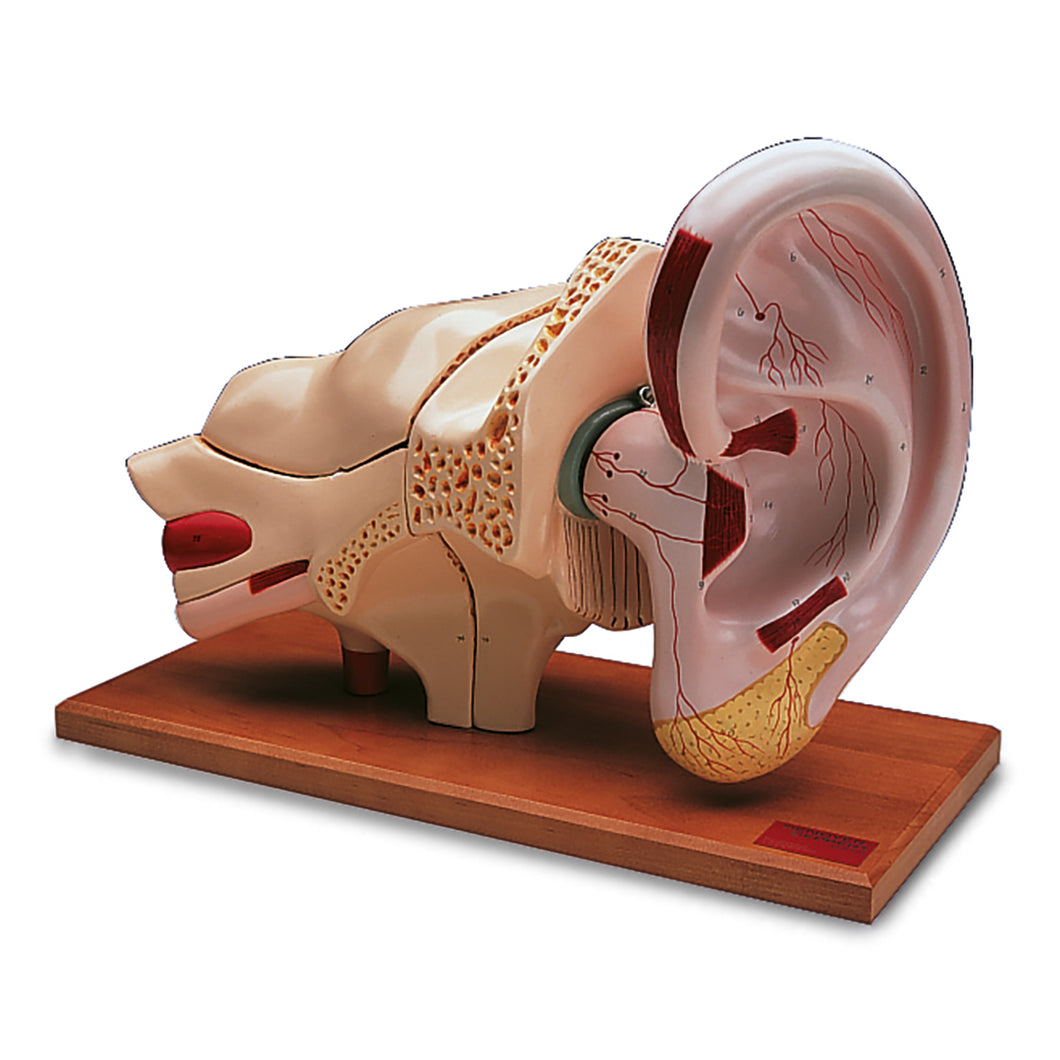 Model de ureche, de 5 ori mărime reală, 8 componente