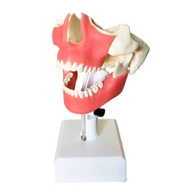Load image into Gallery viewer, Manechin avansat pentru practică chirurgicală cu toţi dinţii şi gingie moale cu suport