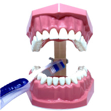 Load image into Gallery viewer, Model demonstraţie periaj dentar cu dinţi mobilizabili + periuţă