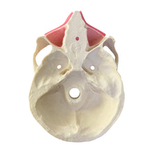 Load image into Gallery viewer, Manechin chirurgical avansat cu canin şi molar de minte incluşi cu gingie moale şi suport