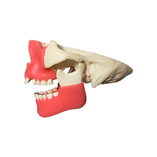 Load image into Gallery viewer, Manechin chirurgical avansat cu canin şi molar de minte incluşi cu gingie moale şi suport