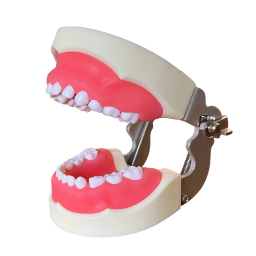 Model pedodonţie cu dinţi detaşabili cu şurub şi gingie fixă moale 7014-9
