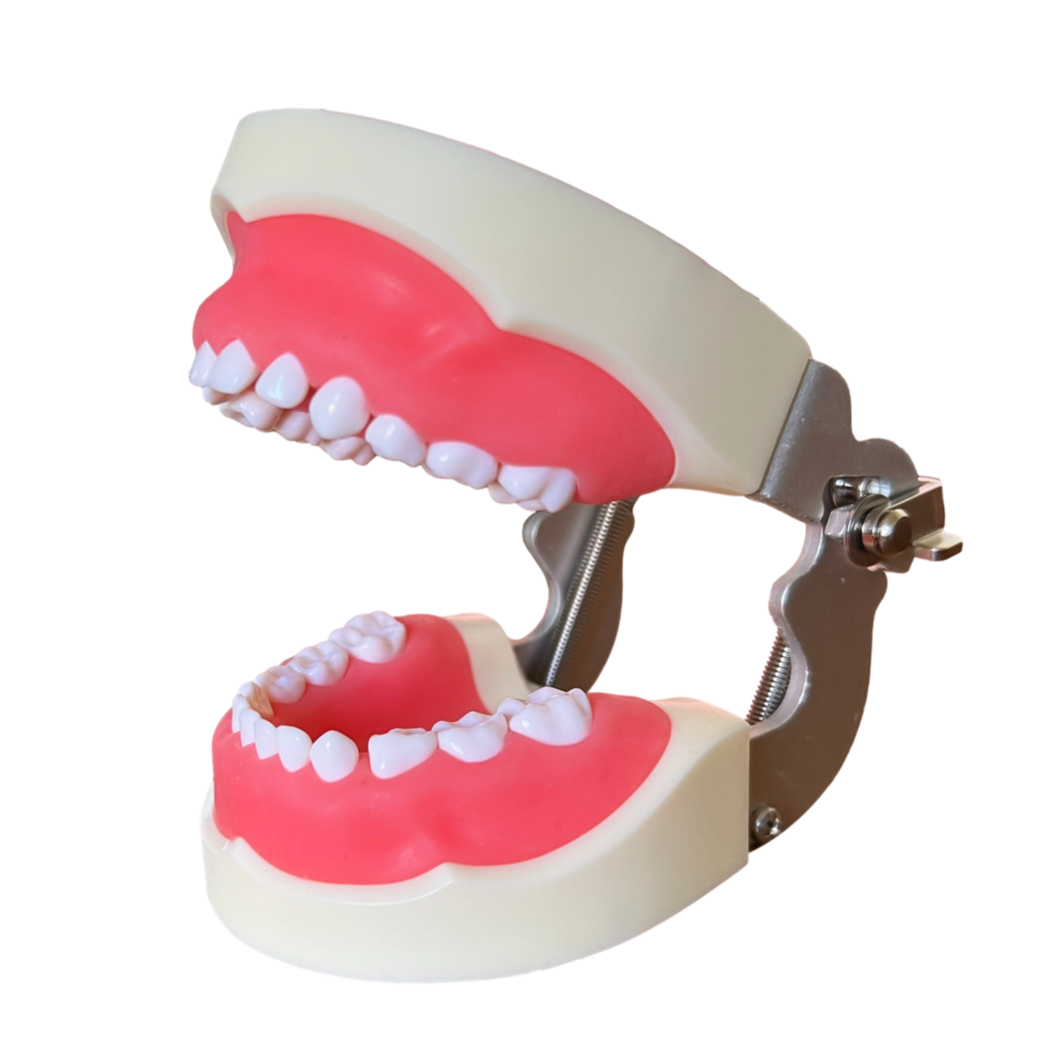 Model pedodonţie cu dinţi detaşabili cu şurub şi gingie fixă moale 7014-9