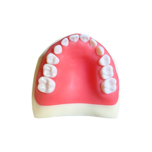 Load image into Gallery viewer, Model pedodonţie cu dinţi detaşabili cu şurub şi gingie fixă moale 7014-9