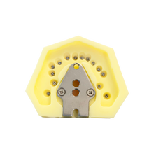Load image into Gallery viewer, Model boală parodontală cu dinţi detaşabili cu şurub - 4023