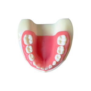 Model pedodonţie cu dinţi detaşabili cu şurub şi gingie fixă moale 7014