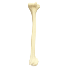 Load image into Gallery viewer, Humerus stâng 3022BESP