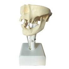 Load image into Gallery viewer, Manechin chirurgical avansat cu molar de minte inclus