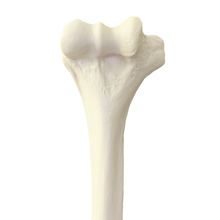 Load image into Gallery viewer, Humerus stâng 3022BESP