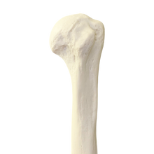Load image into Gallery viewer, Humerus stâng 1004