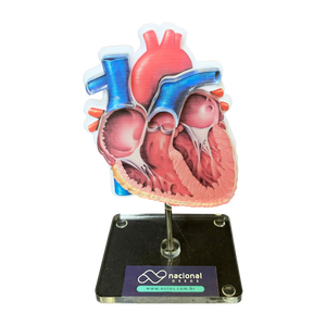 Model anatomic inimă canină