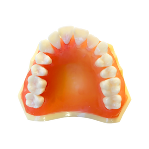 Model boală parodontală cu dinţi detaşabili cu şurub - 4022