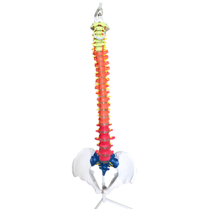 Model coloană umană cu oase şi vertebre colorate