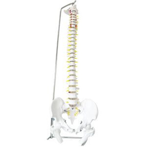 Model coloană umană cu oase şi vertebre albe